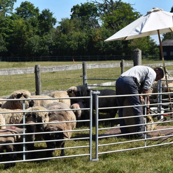 Sheep shearing at our farm